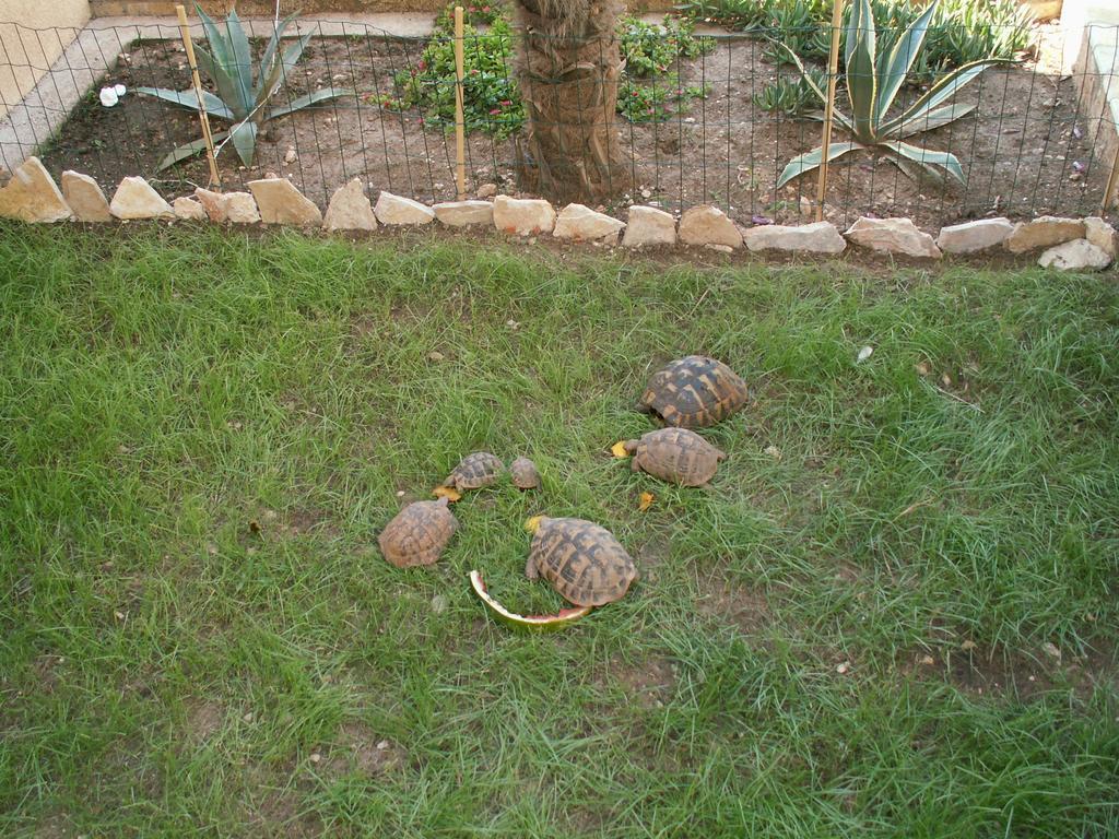 Villa Dusanka Pisak Dış mekan fotoğraf